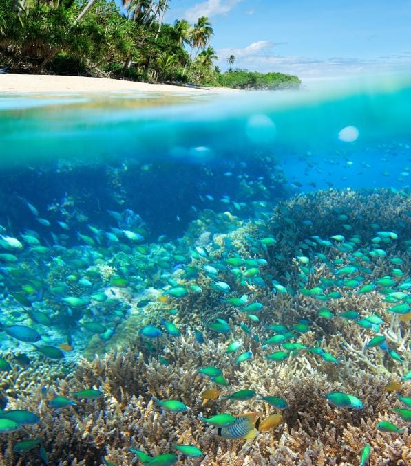 Bunte Riffszene mit zahllosen grünen Fischen über Korallen vor einer Palmeninsel, ideal für legend diving Abenteuer.