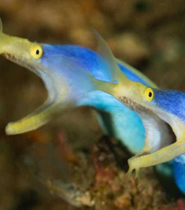 Zwei leuchtend blaue Ribbon-Eels mit geöffneten Mäulern auf einem Riff, Foto im Stil von legend diving.