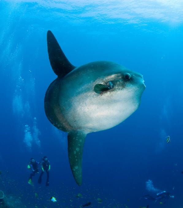 Riesiger Mondfisch (Mola mola) schwebt in blauem Meer vor zwei Tauchern, stimmungsvolles Unterwasserbild für legend diving Erlebnisse