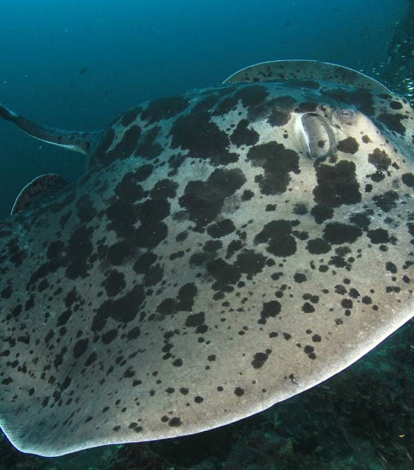 Großer gefleckter Stechrochen beim legend diving, Nahaufnahme seiner breiten Flügel und Augen unter blauem Meerwasser