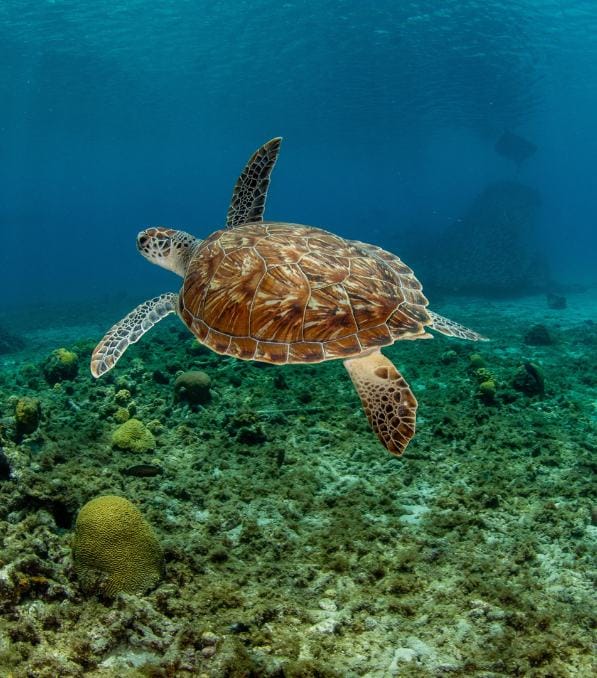 Grüne Meeresschildkröte schwimmt über Korallenboden in klarem Blauwasser, idealer Spot für legend diving unter Wasser