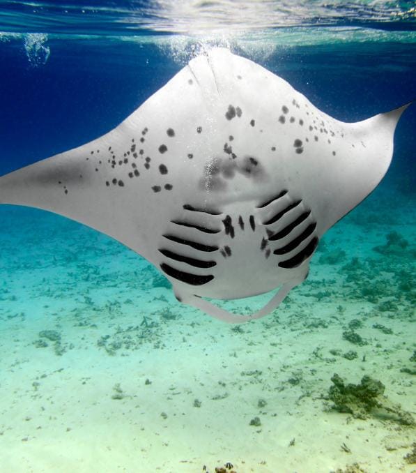 Riesige Mantarochen-Unterseite mit markanten Kiemenspalten und Tupfen, über Korallenboden schwimmend — perfekte Szene für legend diving.
