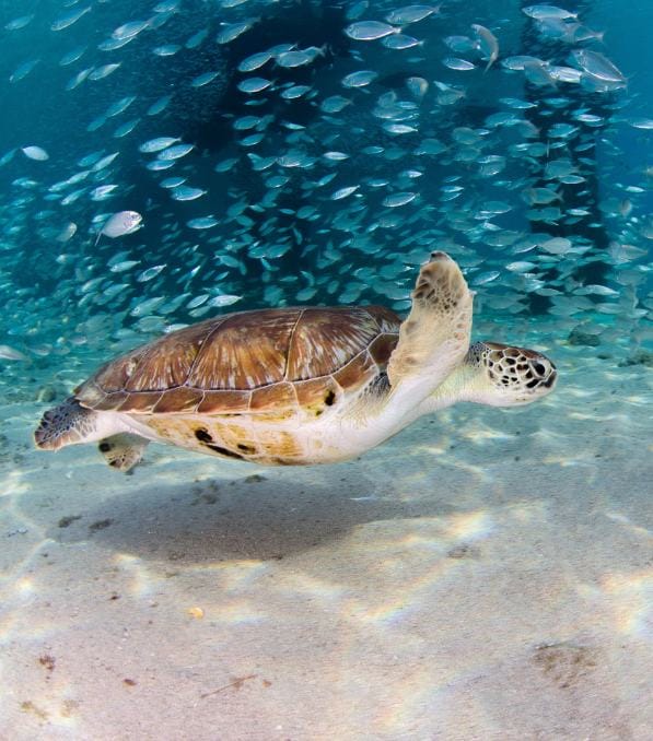 Eine Meeresschildkröte gleitet über den sandigen Meeresboden, im Hintergrund ein wirbelnder Fischschwarm, Legend Diving.